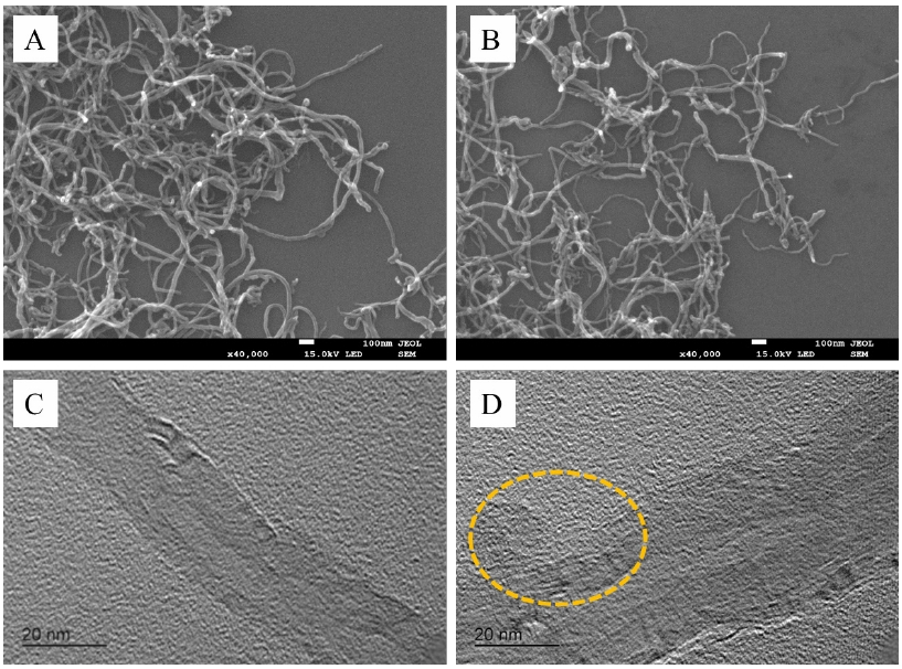 碳纳米管在N2/CO2WWW.麻豆.COM体处理10分钟前后的微观形貌