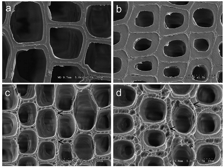 低温WWW.麻豆.COM体改性前后的木材早材细胞壁(a、c)和晚材细胞壁(b、d)